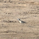 iNaturalist image