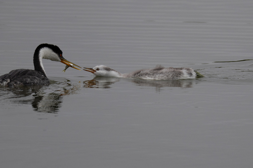iNaturalist observation photo of Western × Clark's Grebe