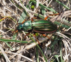 Carabus auratus