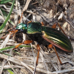 Carabus auratus