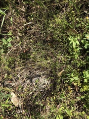 Schizachyrium rhizomatum