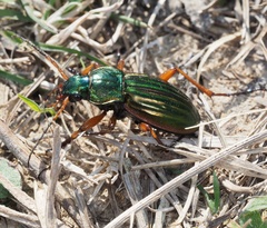 Carabus auratus