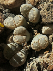 Lithops