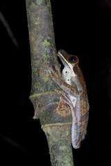 Osteocephalus planiceps