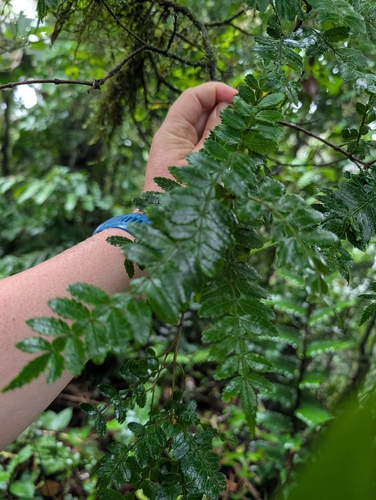 Weinmannia pinnata