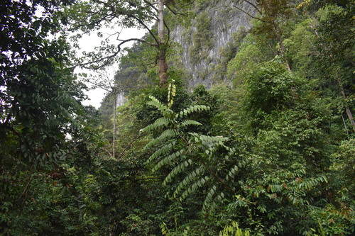 Korthalsia ferox, 2026-07-01