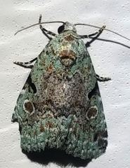 Maliattha concinnimacula