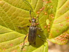 Cortodera femorata