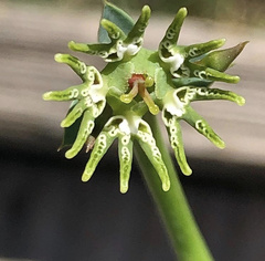 Euphorbia globosa
