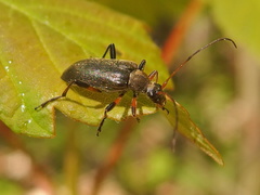 Cortodera femorata
