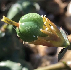 Euphorbia globosa