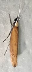 Ypsolopha