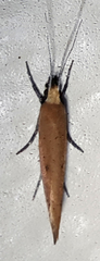 Ypsolopha
