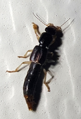 Pinophilus