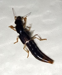 Pinophilus