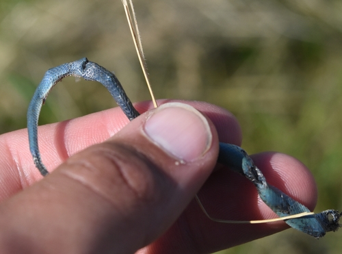 Smooth Greensnake