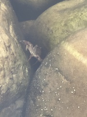 Cyclograpsus punctatus