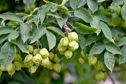 Staphylea pinnata