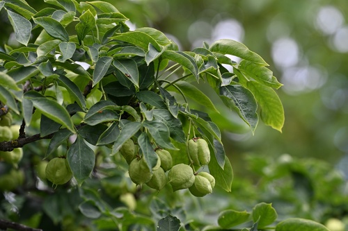 Staphylea pinnata