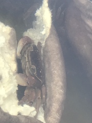 Cyclograpsus punctatus