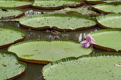 Victoria amazonica