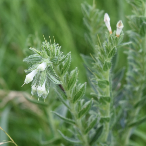 western false gromwell