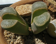 Lithops