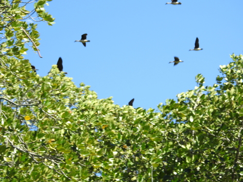 iNaturalist image