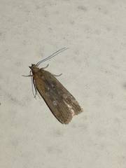 Helcystogramma triannulella