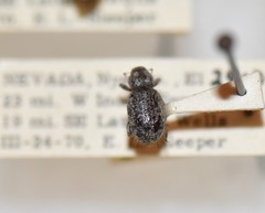 Miloderes mercuryensis