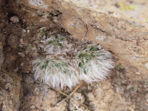 Mammillaria bocasana