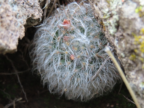 Mammillaria bocasana