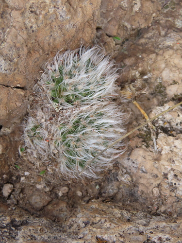 Mammillaria bocasana