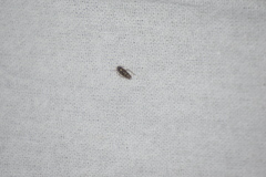 Dixianus utahnus
