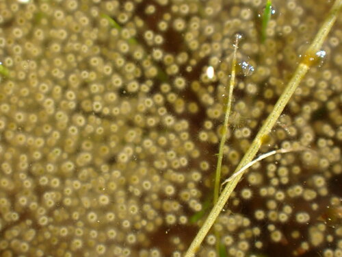 Gloeotrichia echinulata, 2026-07-10