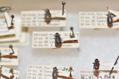 Miloderes mercuryensis