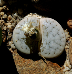 Lithops