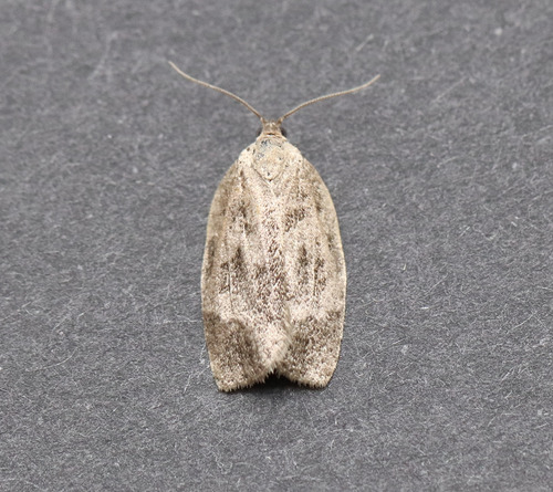 Large Aspen Tortrix photo 2