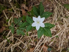 Anemonoides trifolia
