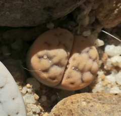 Lithops