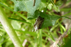 Acleris cristana
