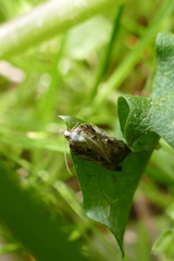 Acleris cristana