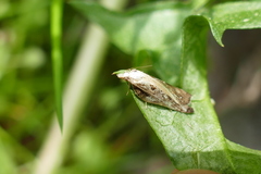 Acleris cristana