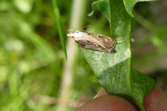 Acleris cristana