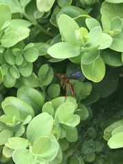 Labeninae