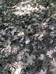 Spermolepis