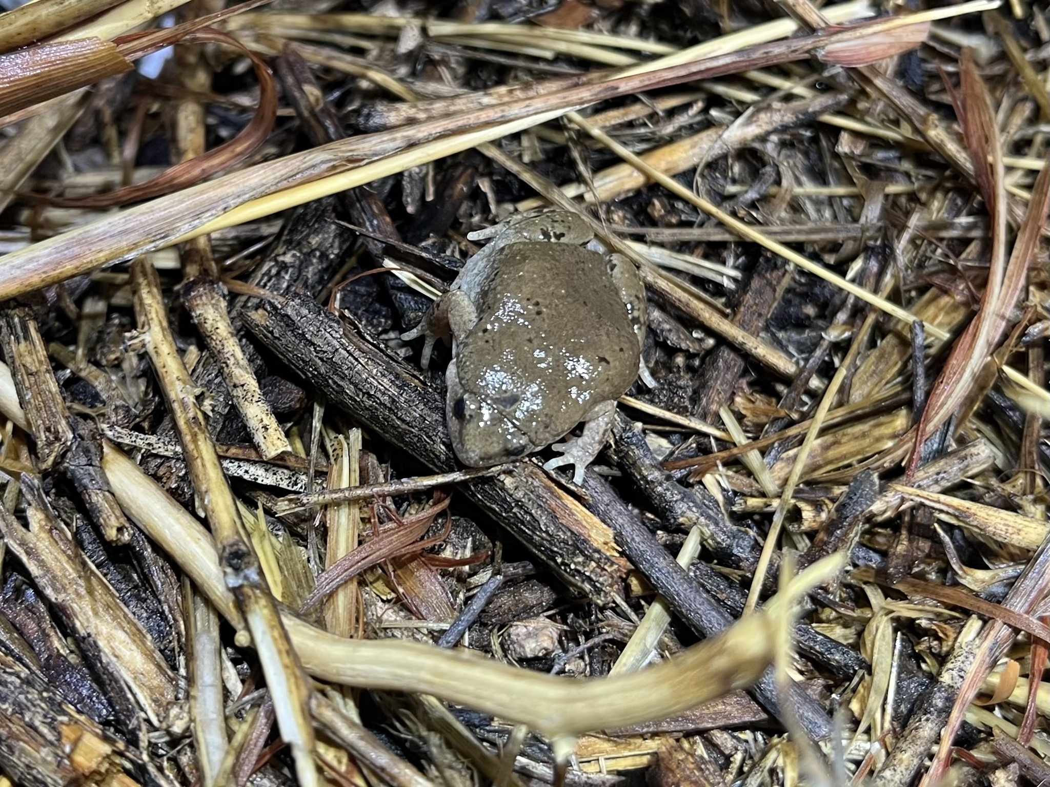 Mazatlan Narrowmouth Toad photo 7
