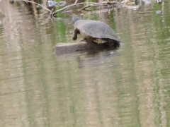 Trachemys scripta