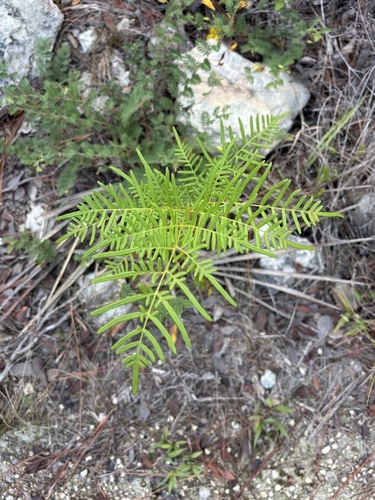 Pteridium caudatum, photograph 4