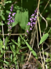 Polygala polygama